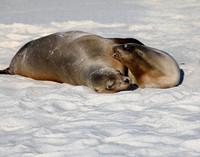 05A8161 Sea lion female with pup Mosquera