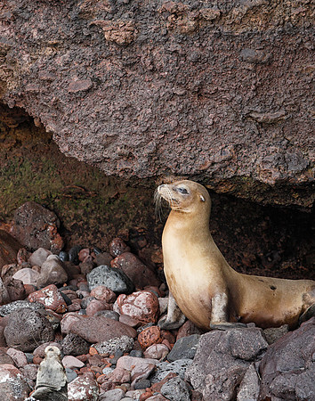 05A9640 Sea lion in cave niche Floreana