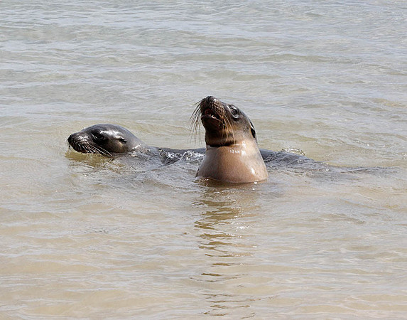 05A9374 Sea lions in water Floreana