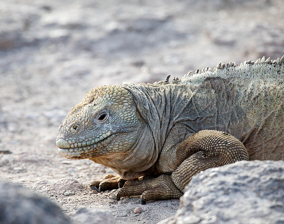 05A9210 Land iguana Santa Fe
