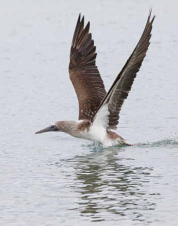 05A9482 Blue-footed booby taking flight Floreana