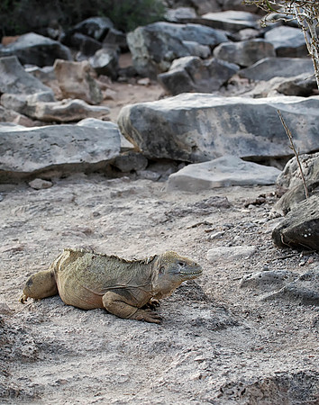 05A9235 Land iguana Santa Fe