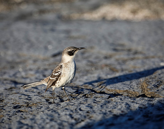 05A8488 Galapagos Mockingbird Santiago W