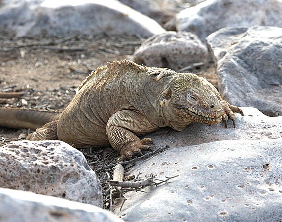 05A9249 Land iguana on rock Santa Fe