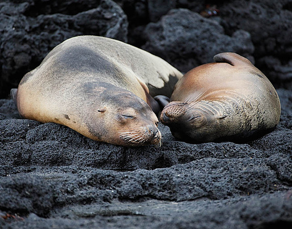 05A9533 Sea lions sleeping on lava rock Floreana