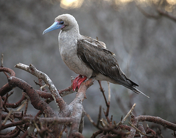 E2A4888 Red-footed booby on branch Genovesa