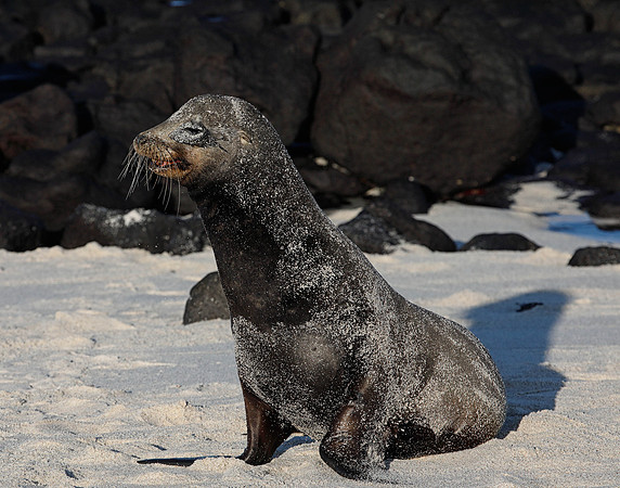 E2A2733 Sea lion, sand covered Mosquera