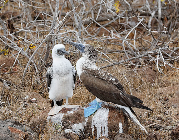 05A9104 Blue-footed booby and chick N Seymour