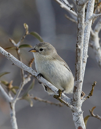 05A9237 Green warbler-finch on branch Santa Fe