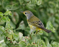 05A8398 Yellow warbler, female Santiago