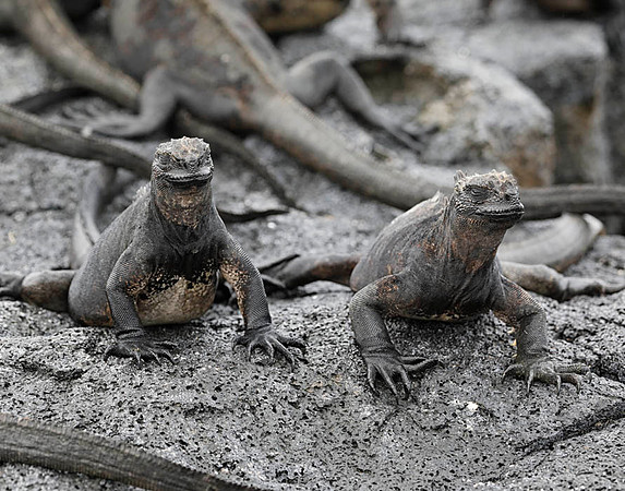 05A8443 Two marine iguanas Santiago SE