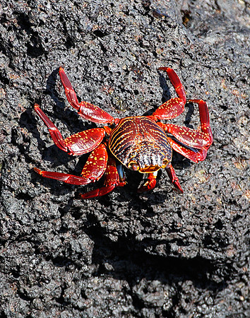 E2A1797 Sally lightfoot crab South Plaza