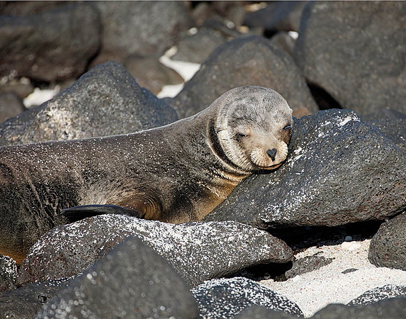 E2A2553 Sea lion snoozing Mosquera