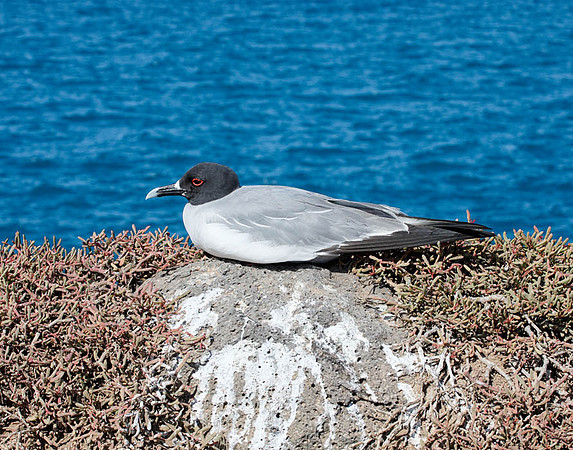 E2A2092 Swallow-tailed gull Santa Cruz E