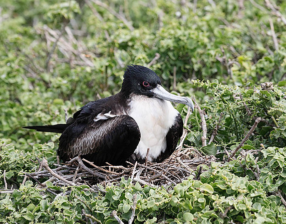 05A8680 Great frigatebird, female on nest Genovesa