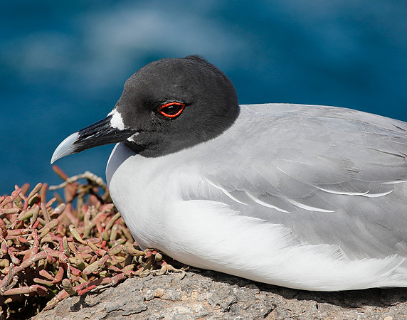 E2A2101 Swallow-tailed gull on sesuvium Santa Cruz E