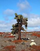 05A7977 Prickly pear cactus S Cruz