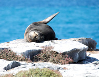 05A8072 Sea lion sleeping Santa Cruz E