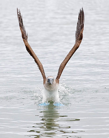 05A9496 Blue-footed booby taking off Floreana
