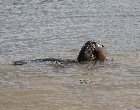 05A9379 Two sea lions in water Floreana