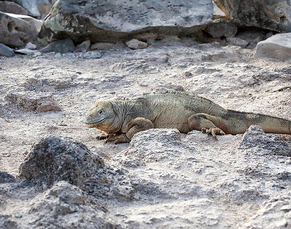 05A9209 Land iguana Santa Fe
