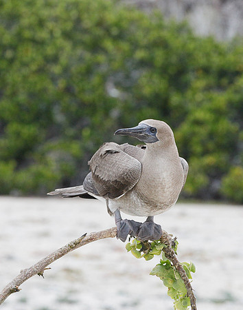 E2A3743 Blue-footed booby juvenile on a bowed branch Genovesa