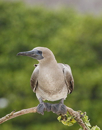 E2A3731 Blue-footed booby juvenile on bowed branch Genovesa