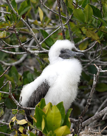 05A8647 Nazca booby chick on nest Genovesa