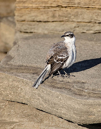 05A8502 Galapagos Mockingbird Santiago W