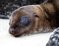 05A8348 Sea lion pup resting Santiago E