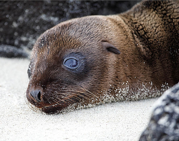 05A8348 Sea lion pup resting Santiago E