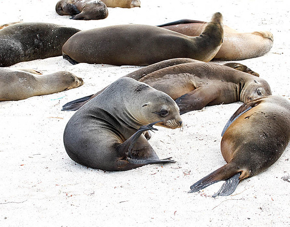 E2A5655 Sea lions sleeping Santa Fe N