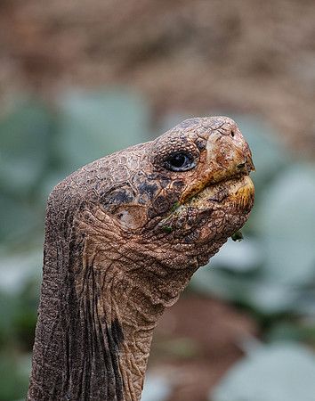 05A9773 Head of giant tortoise Santa Cruz