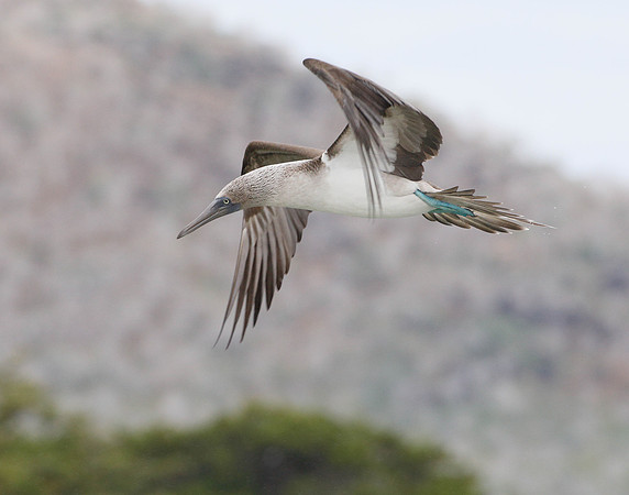 05A9469 Blue-footed Booby in flight Floreana