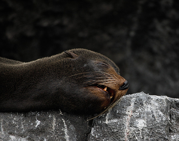 E2A4527 Sea lion sleeping on rock Genovesa