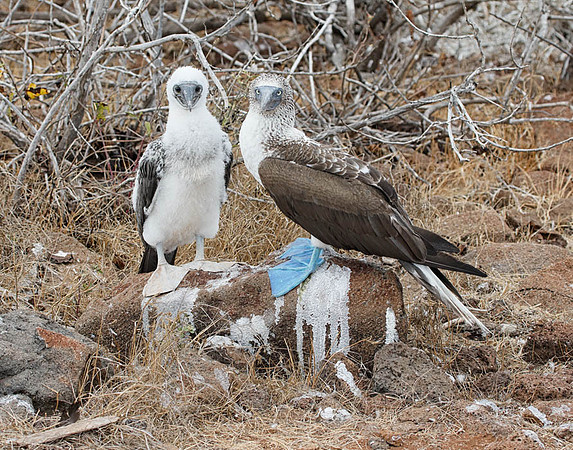 E2A5484 Blue-footed booby and juvenile N Seymour