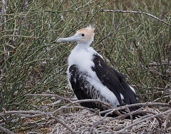 E2A5265 Great frigatebird chick on nest N Seymour