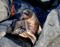 05A8245 Newborn sea lion pup Mosquera