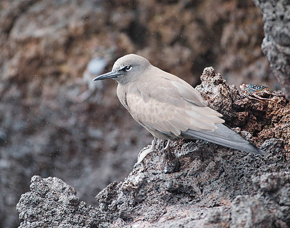 05A9536 Brown noddy tern Floreana