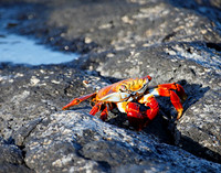 05A8267 Sally lightfoot crab Mosquera