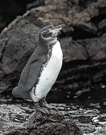 E2A3465 Galapagos penguin Santiago SE