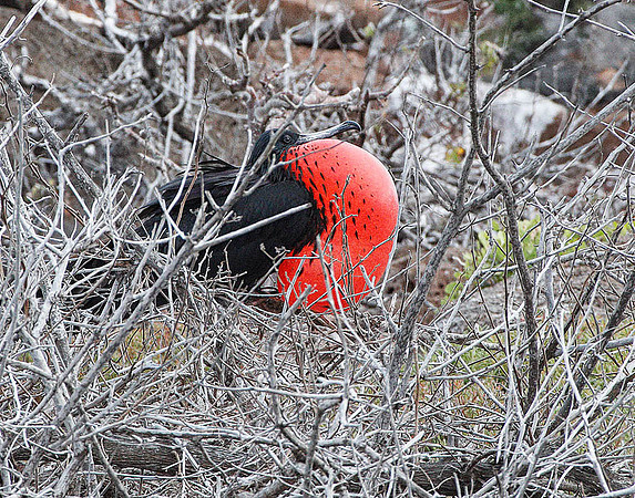 E2A5069 Great frigatebird displaying N Seymour