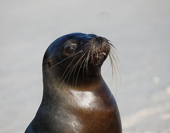 E2A2650 Sea lion portrait Mosquera