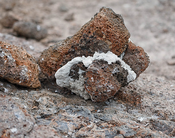 E2A4779 Rocks close-up Genovesa