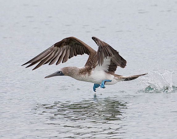 05A9483 Blue-footed booby taking flight Floreana