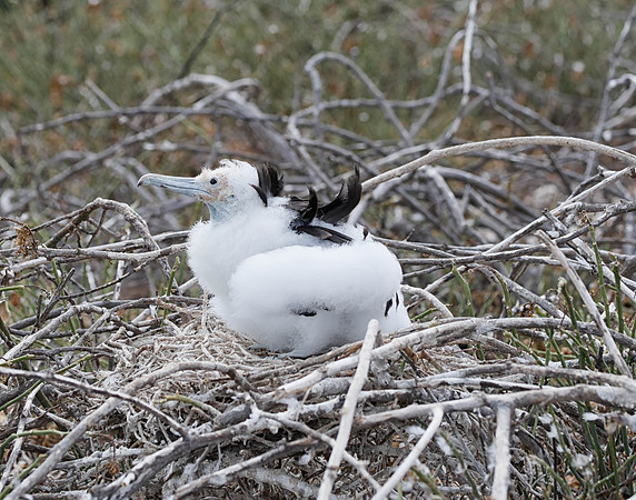 05A8986  Great frigatebird chick on nest N Seymour