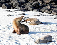 05A8154 Sea lions stretching and napping Mosquera