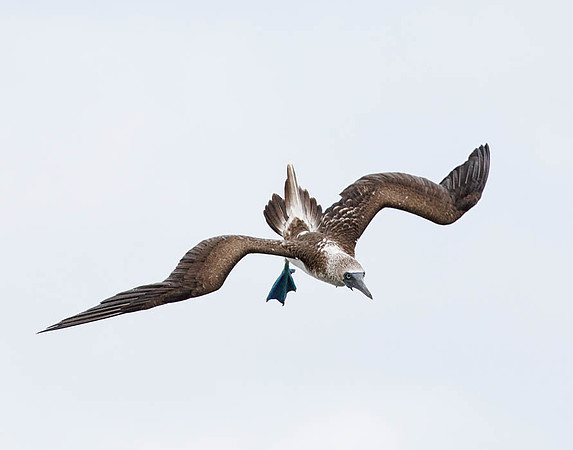 05A9472 Blue-footed booby preparing to dive for food Floreana