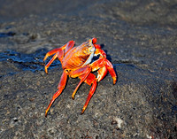 05A8283 Sally lightfoot crab Mosquera