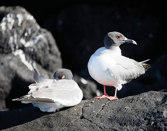 E2A1692 Two Swallow-tailed gulls, one sleeping, one awake North Plaza